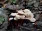 Vöröstönkű fülőke (Gymnopus erythropus), Budai-hegység